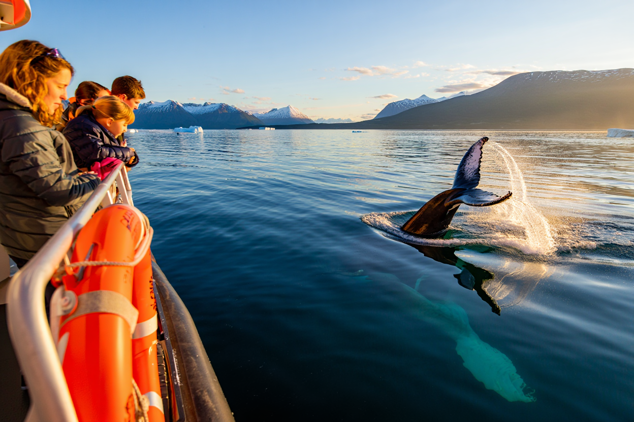 Avistamiento de Ballenas