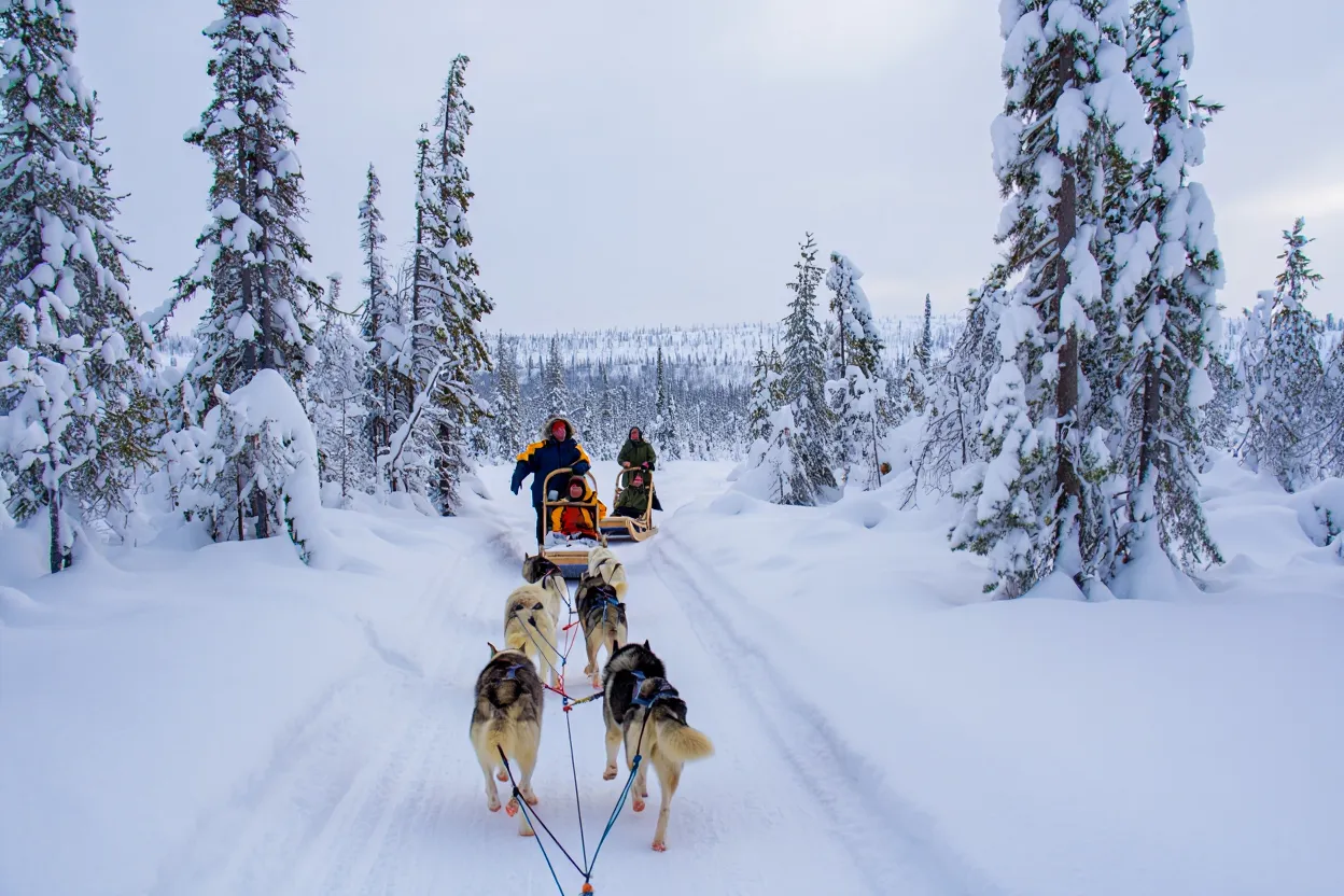 Trineo de Perros Husky
