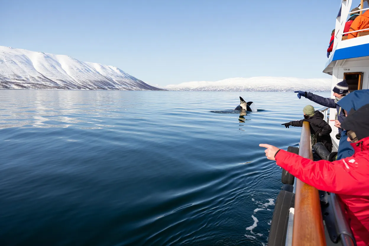 Avistamiento de ballenas y orcas en los fiordos de Tromsø
